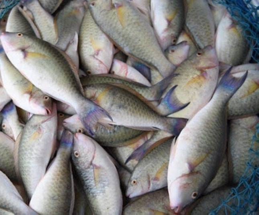 &quot;البيئة&quot; تحظر صيد أسماك الناجل والطرادي على البحر الأحمر