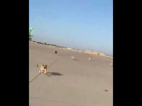 كلاب شاردة تجوب أرض ومدرج مطار بغداد الدولي والوزارة توضح