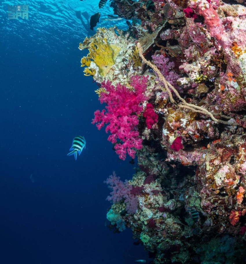في يوم الأرض.. «مرجانية البحر الأحمر» في وثائقي عالمي