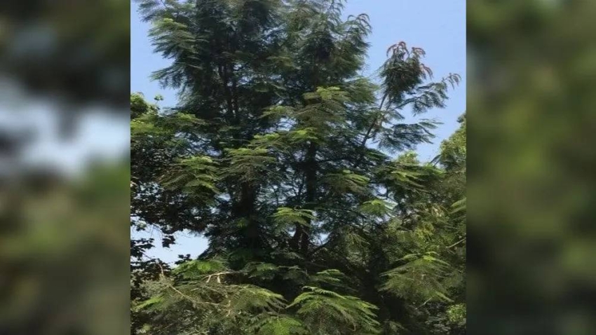 شجرة نادرة في ح